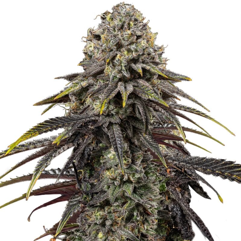 RQS-DYD-F-3-1