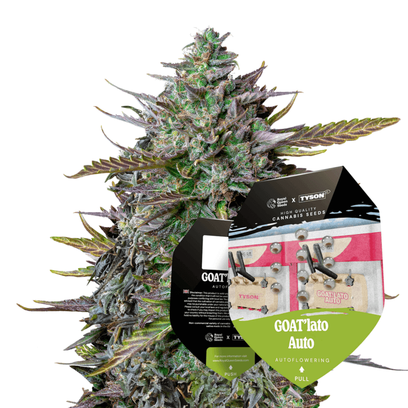 GOAT’lato | 3 Stk. Autoflowering Goatlatto_withpack