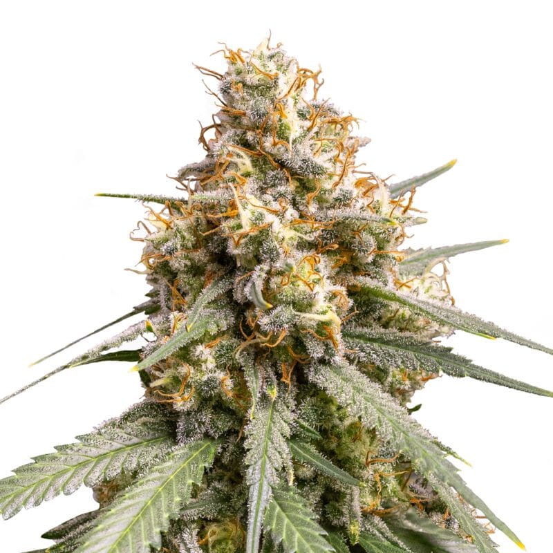 Shining Silver Haze | 3 Stk. Feminisiert Fem_IMG_Shining_Silver_Haze