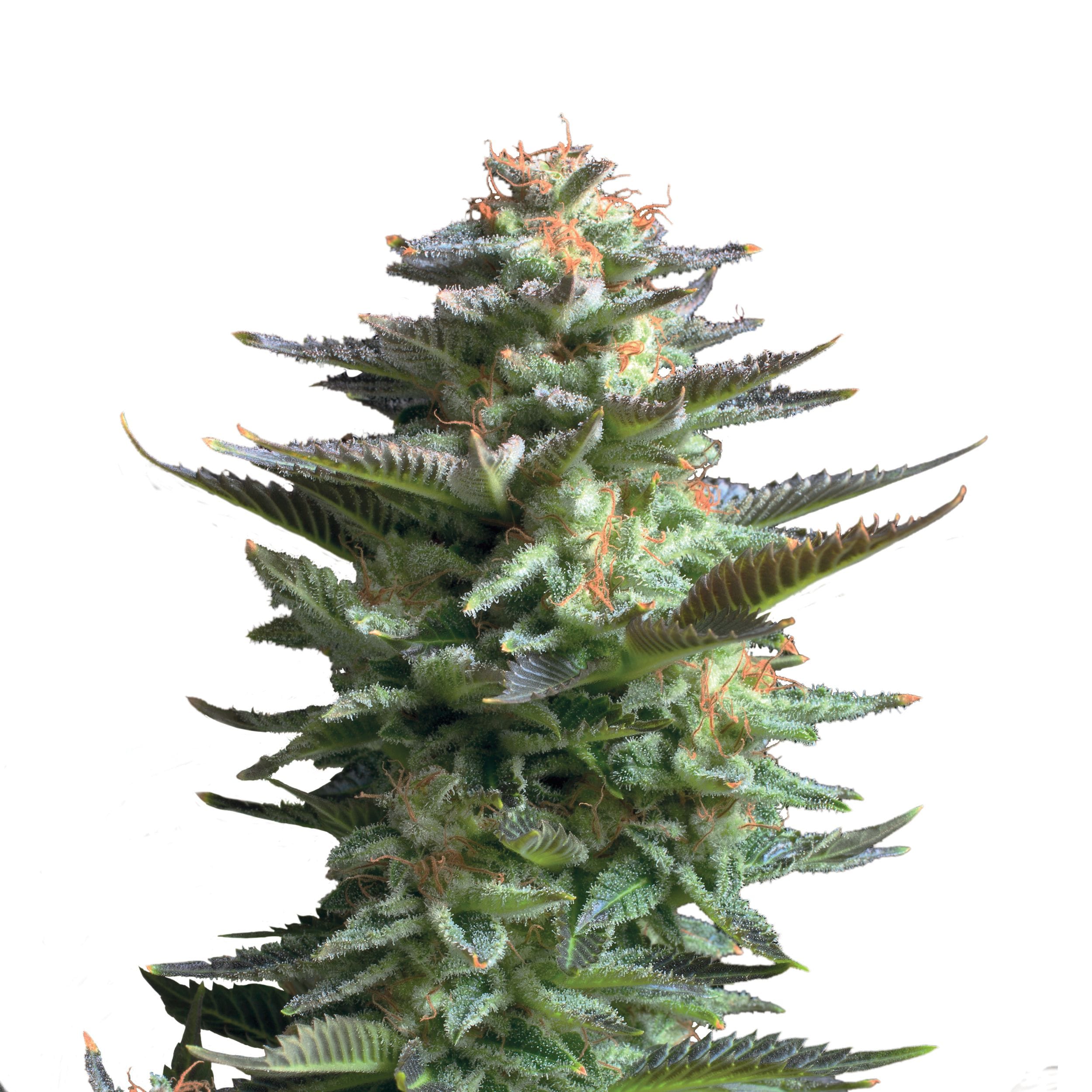 Amnesia Haze | 3 Stk. Feminisiert Plant_FEM_AmnesiaHaze