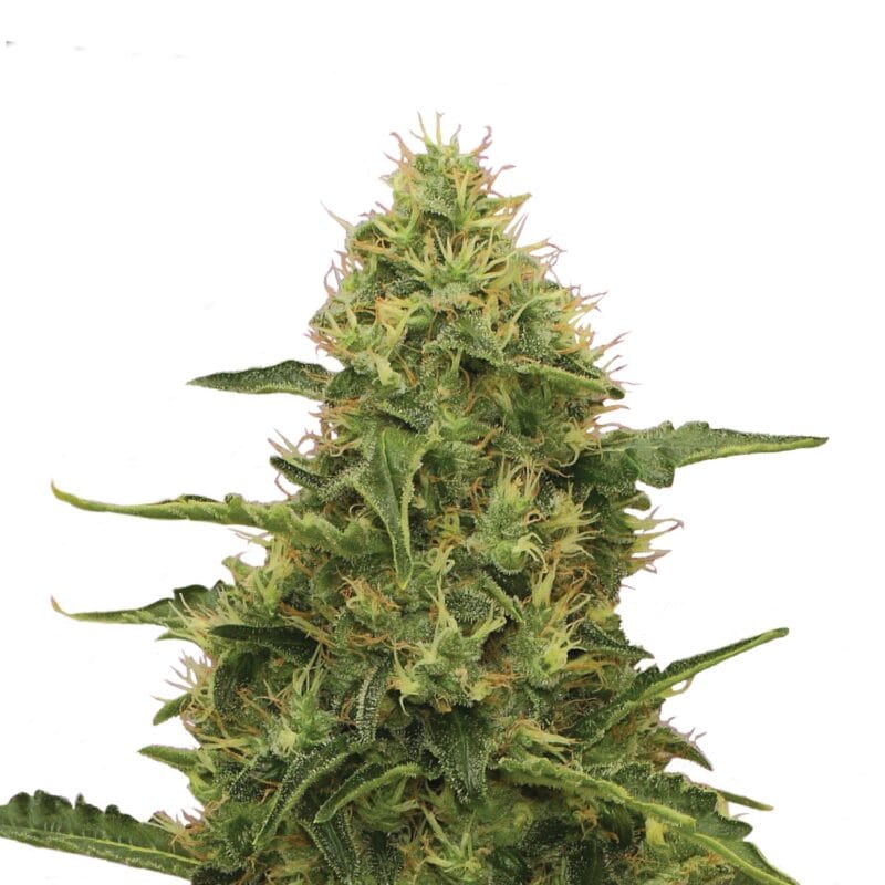 Northern Light | 3 Stk. Feminisiert Plant_FEM_NorthernLight