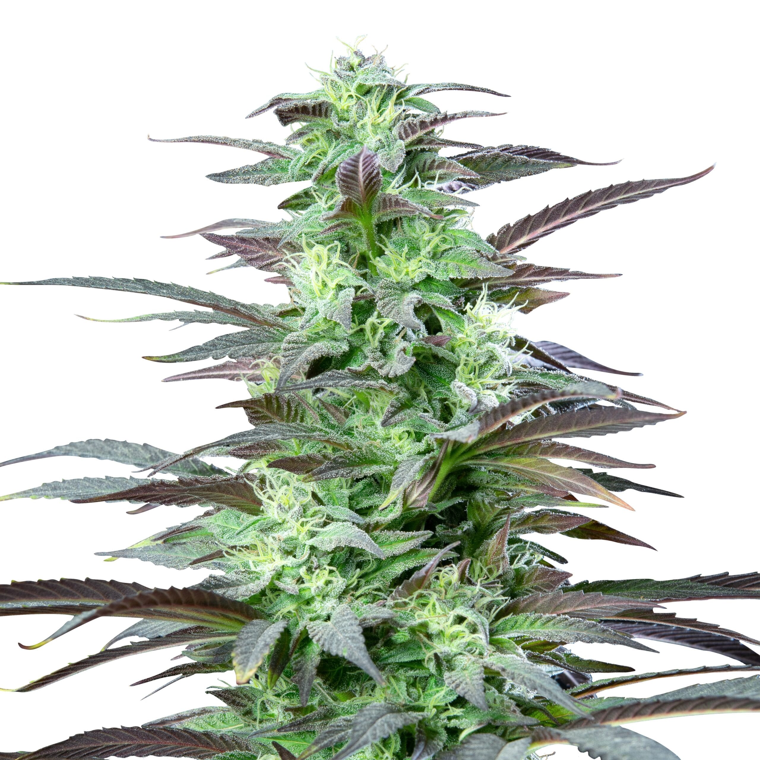 Skunk XL | 3 Stk. Feminisiert IMG_Fem_Skunk_XL