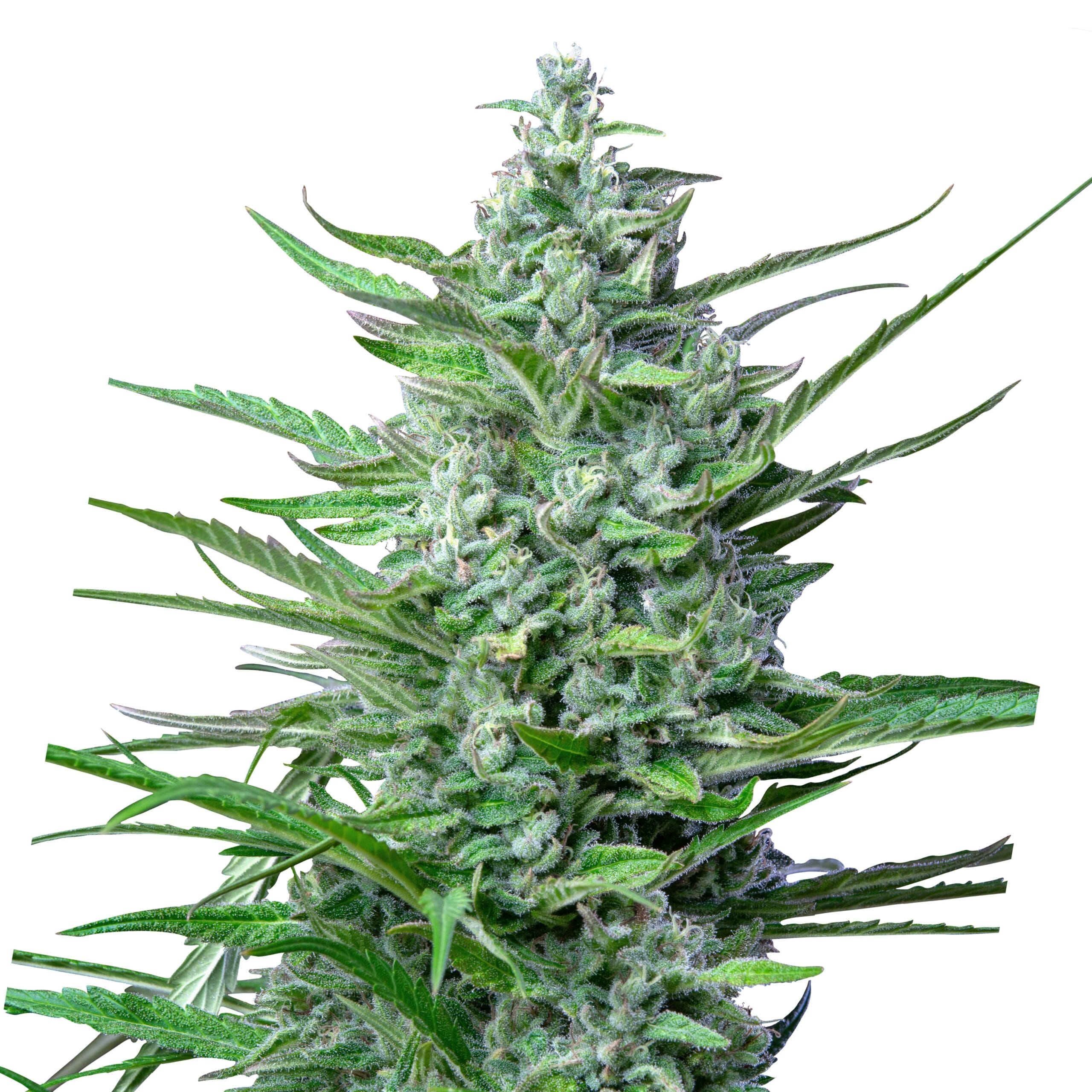 Special Kush # 1 | 3 Stk. Feminisiert IMG_Fem_Special_Kush_1