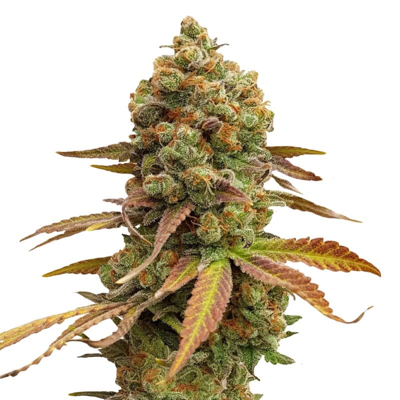Special Queen # 1 | 3 Stk. Feminisiert IMG_Fem_Special_Queen_1