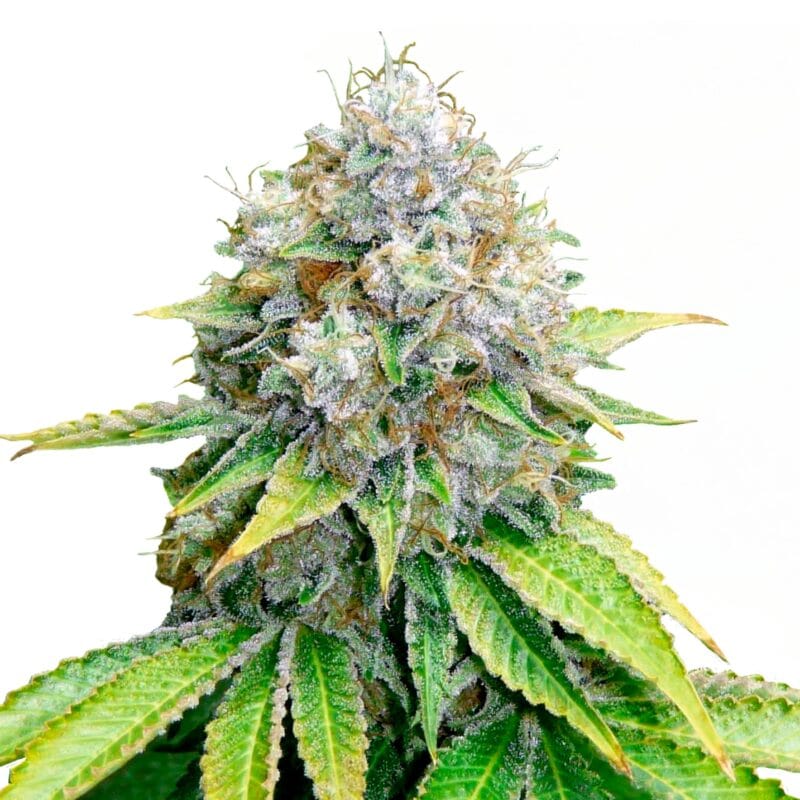 O.G. Kush | 3 Stk. Feminisiert Fem_IMG_OG_Punch
