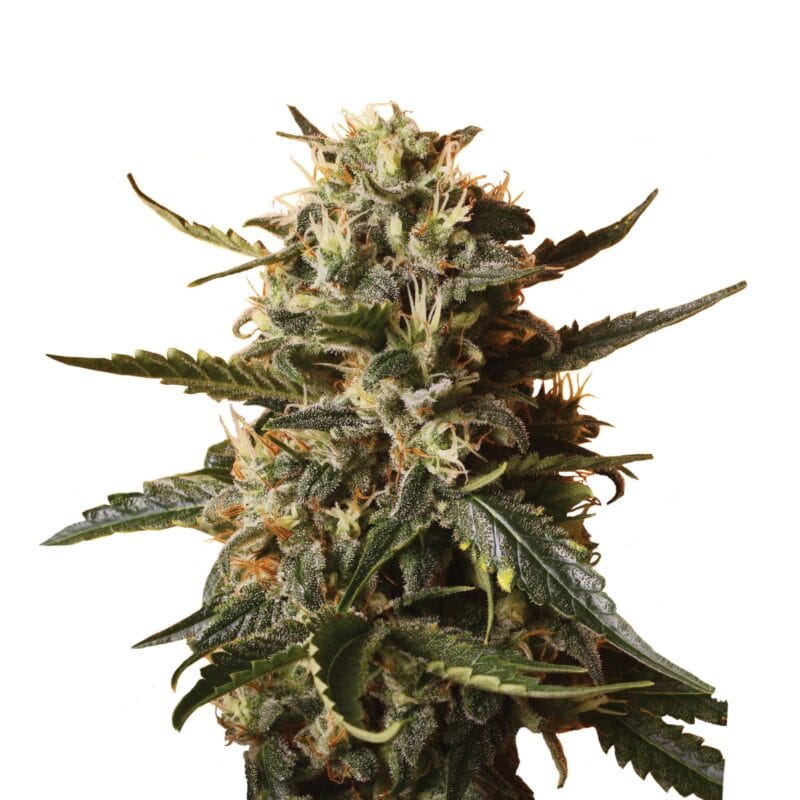 Bubble gum XL | 3 Stk. Feminisiert Plant_FEM_BubblegumXL