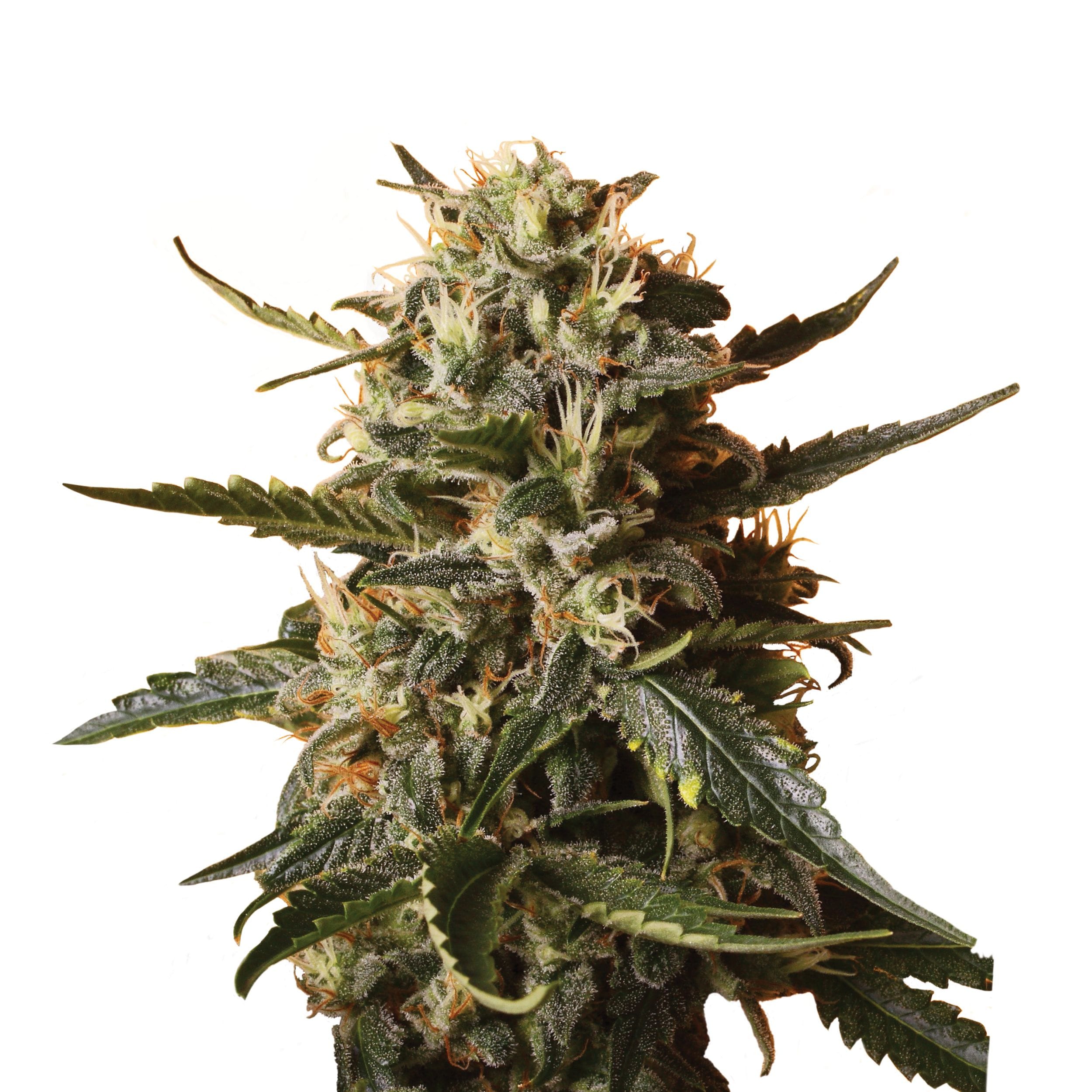 Bubble gum XL | 3 Stk. Feminisiert Plant_FEM_BubblegumXL