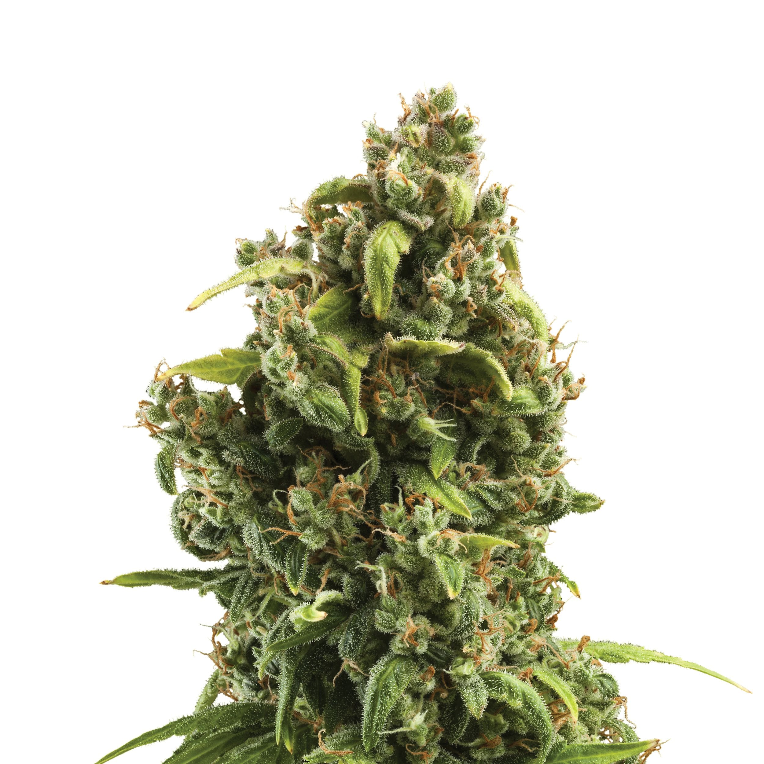 Sour Diesel | 3 Stk. Feminisiert Plant_FEM_SourDiesel
