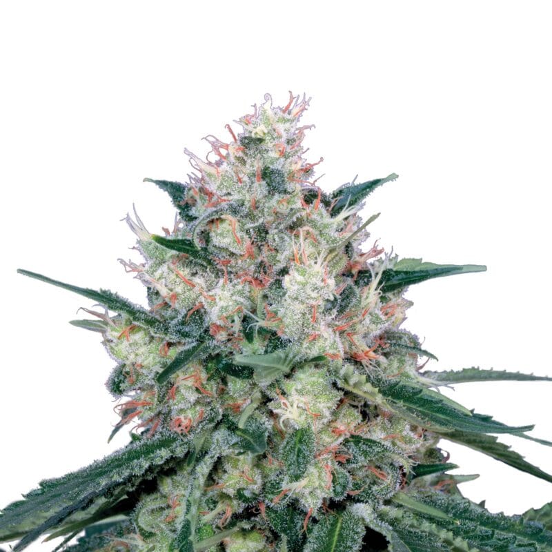Honey Cream | 3 Stk. Feminisiert Plant_FEM_HoneyCream