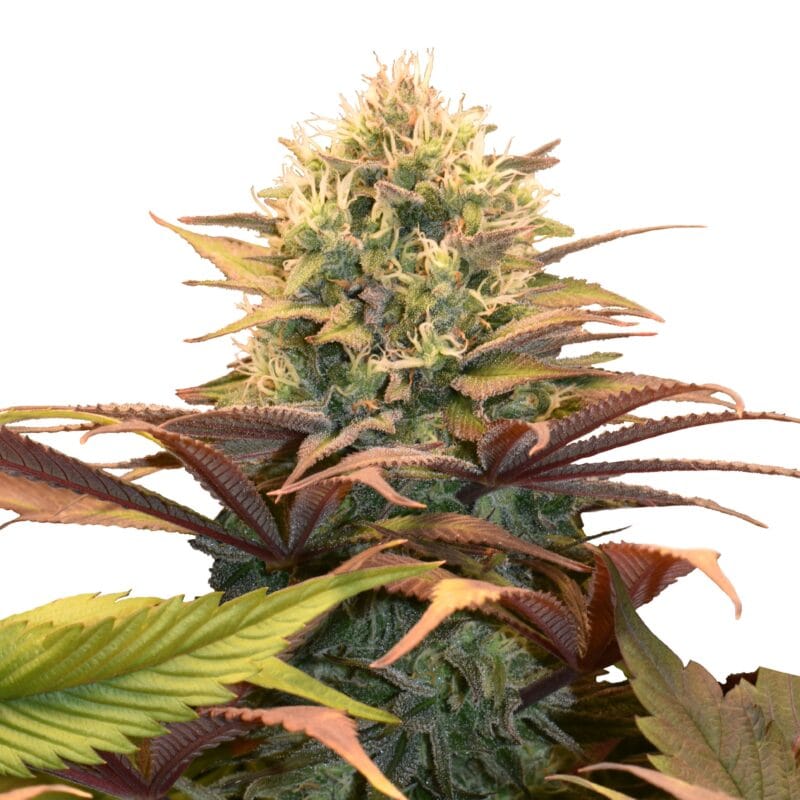 Pineapple Kush | 3 Stk. Feminisiert Fem_IMG_Pineapple_Kush
