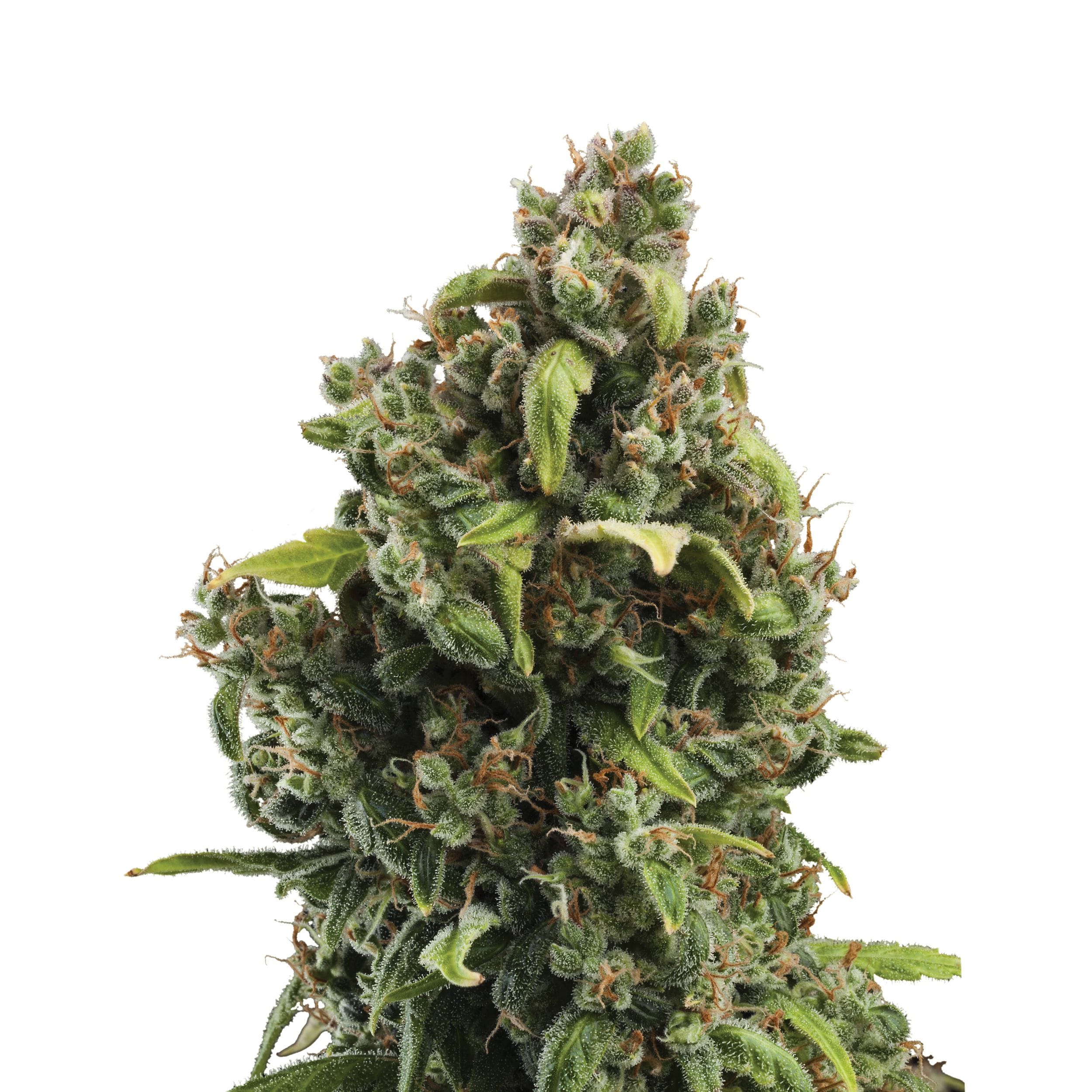 Candy Kush Express | 3 Stk. Feminisiert Plant_FEM_CandyKushExpress