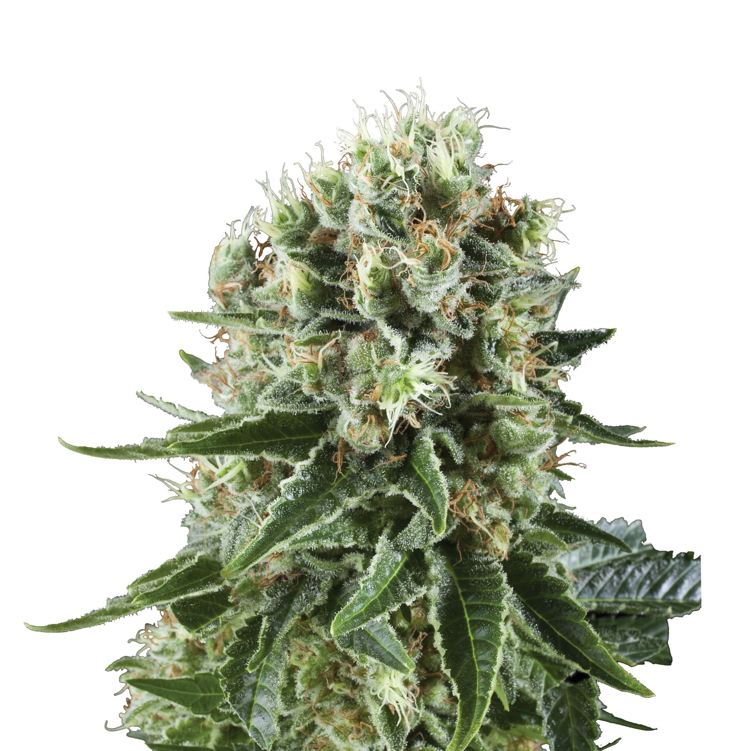 Critical Kush | 3 Stk. Feminisiert Plant_FEM_CriticalKush