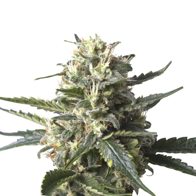 Lemon Shining Silver Haze | 3 Stk. Feminisiert Plant_FEM_LemonShiningSilverHaze