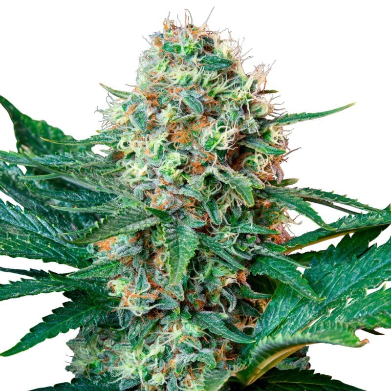 RQS-ROC-F-3-1