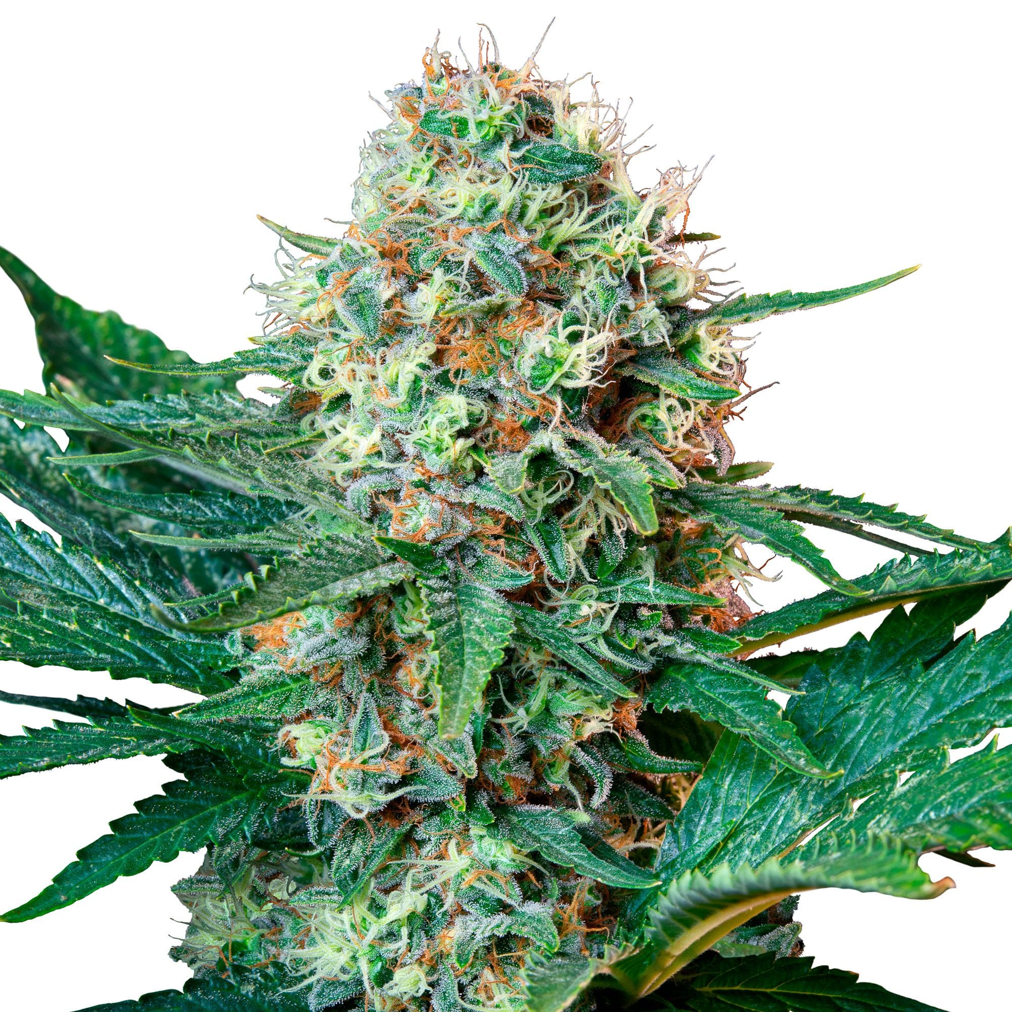 Royal Cookies | 3 Stk. Feminisiert RQS-ROC-F-3-1