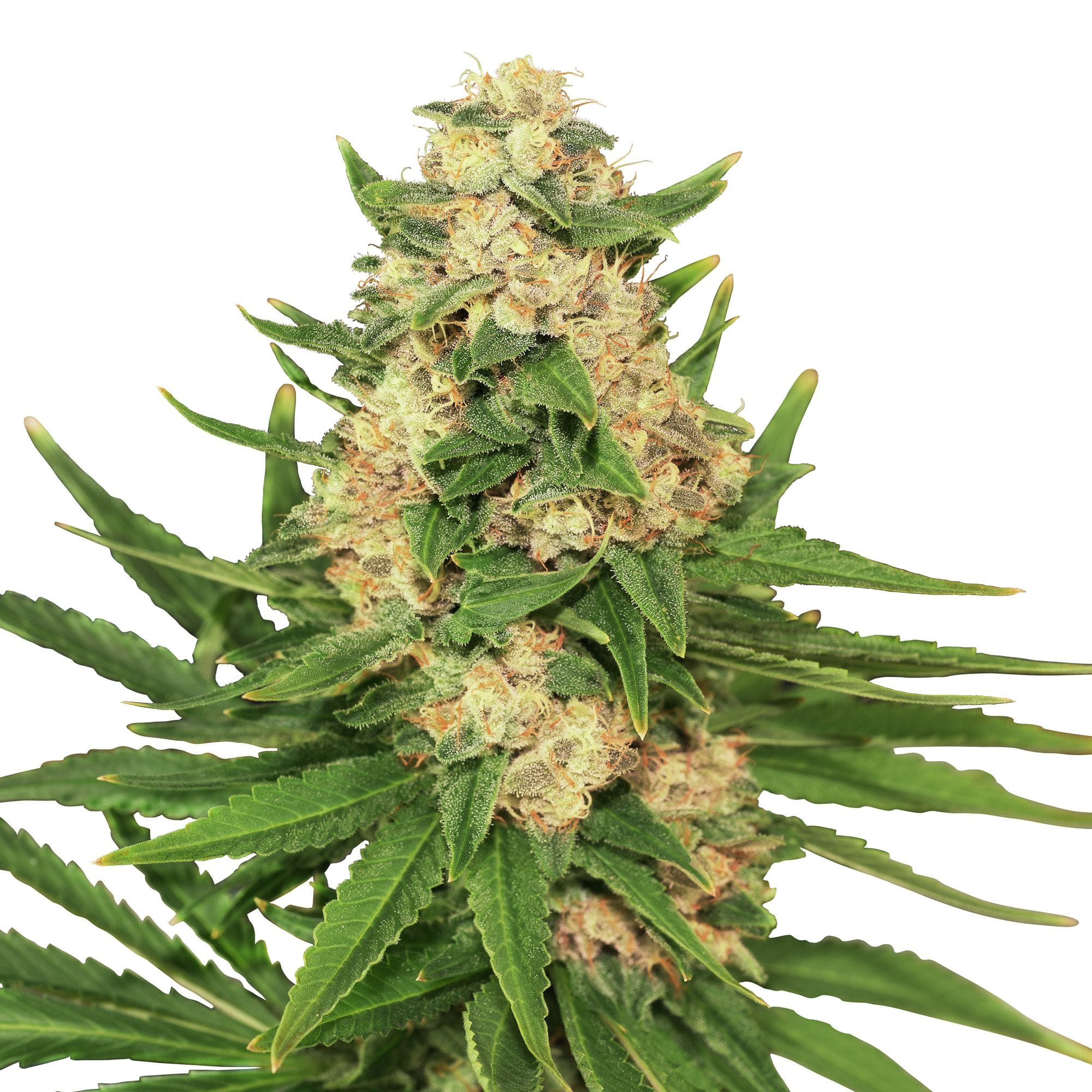 Fat Banana | 3 Stk. Feminisiert RQS-FAB-F-3-1