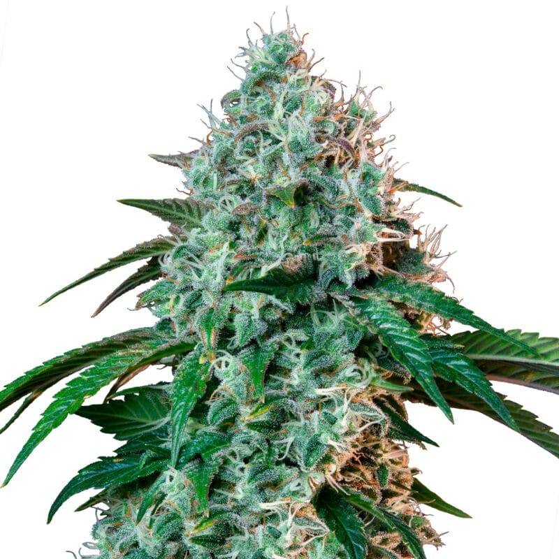HulkBerry | 3 Stk. Feminisiert RQS-HUL-F-3-1
