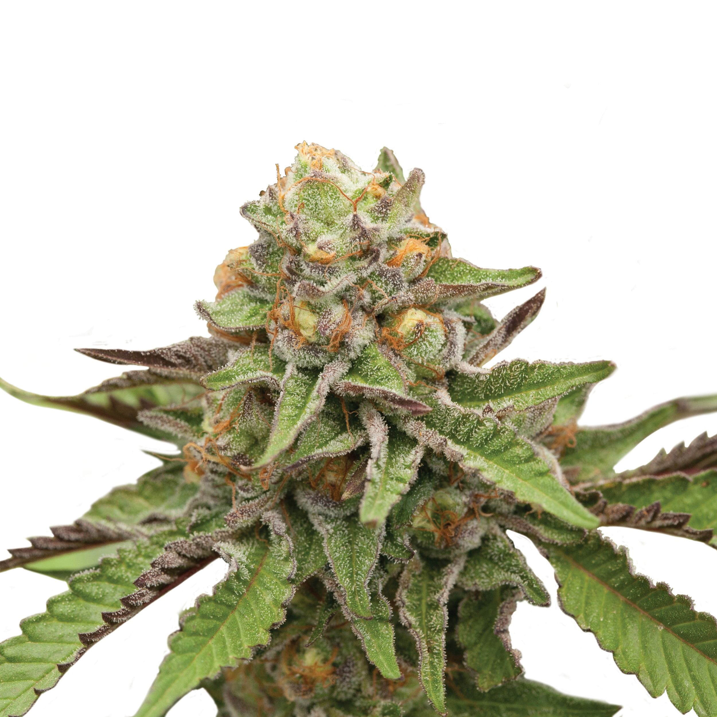 Green Gelato | 3 Stk. Feminisiert Plant_USA_GreenGelato