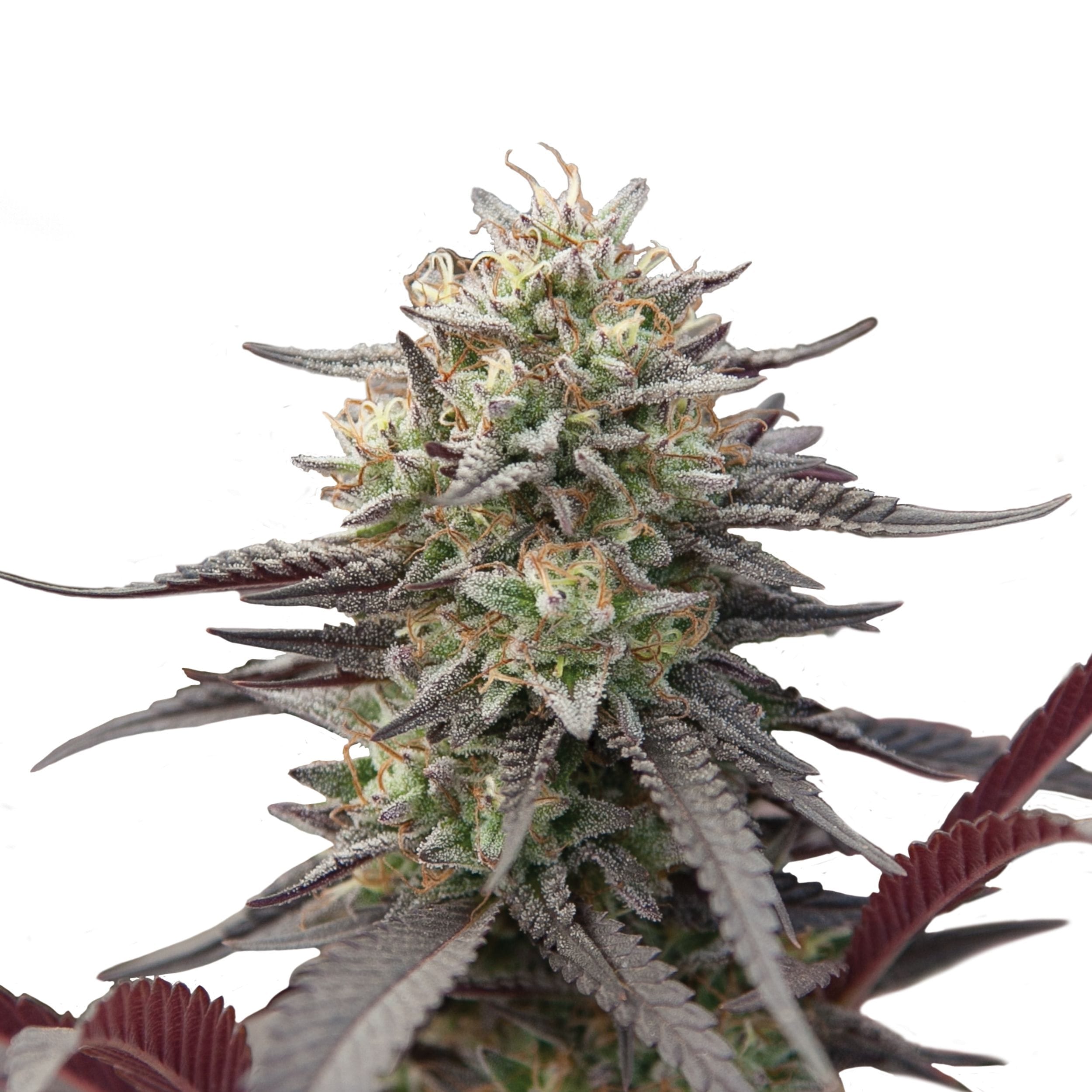 Green Crack Punch | 3 Stk. Feminisiert Plant_USA_GreenCrackPunch