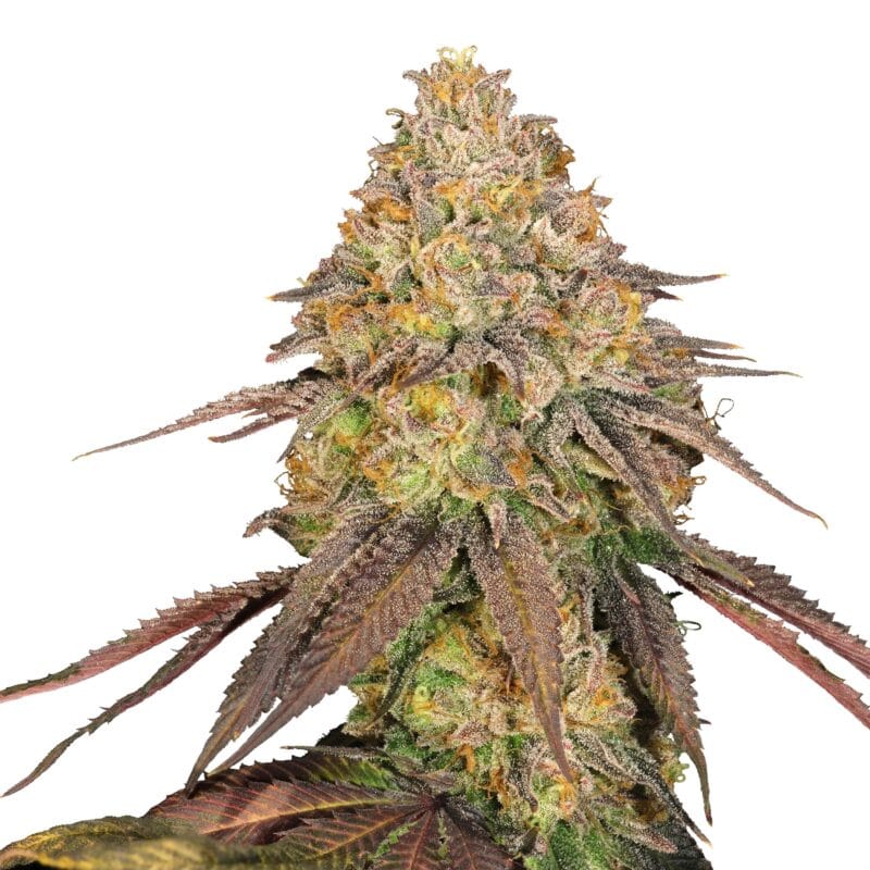 Legendary OG Punch | 3 Stk. Feminisiert IMG_Fem_Legendary_OG_Punch