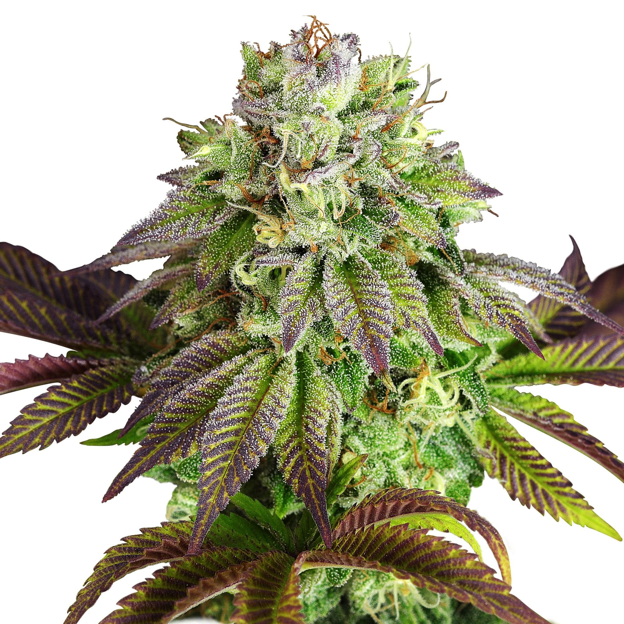 Tripple G | 3 Stk. Feminisiert RQS-TRG-F-3-1
