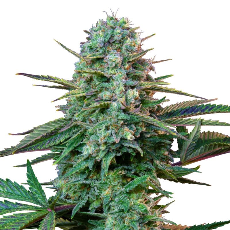 Wedding Crasher | 3 Stk. Feminisiert RQS-WEC-F-3-1