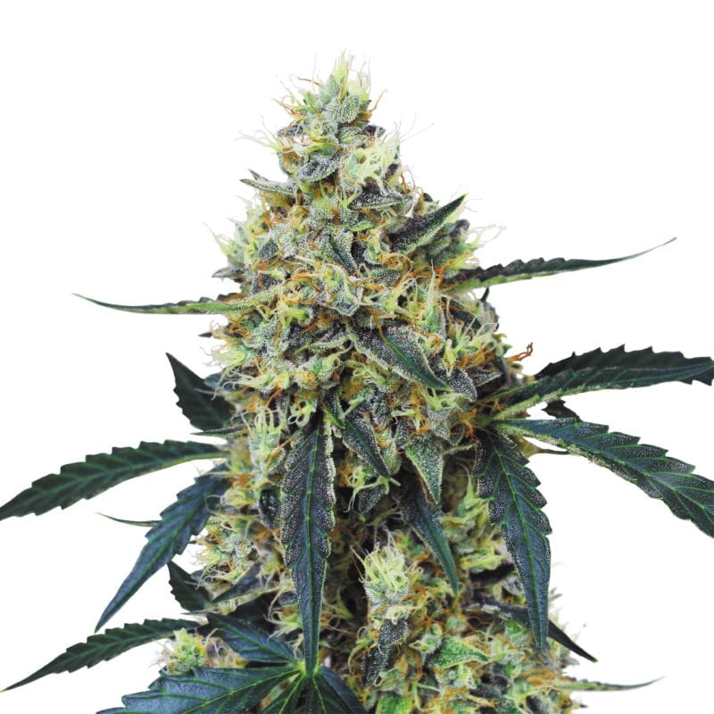 Mimosa | 3 Stk. Feminisiert Plant_Mimosa_1000x1000