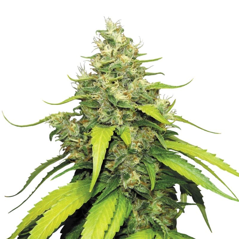 Blue Gelato | 3 Stk. Feminisiert Plant_Blue Gelato_1000x1000