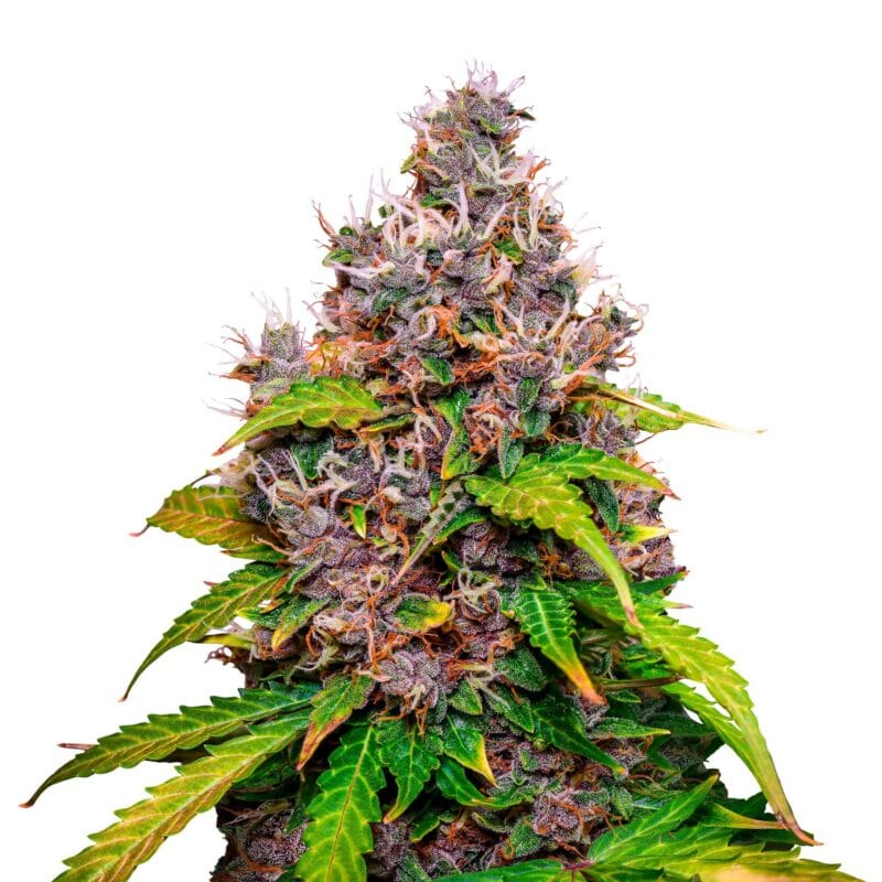 Watermelon | 3 Stk. Feminisiert RQS-WAT-F-3-1