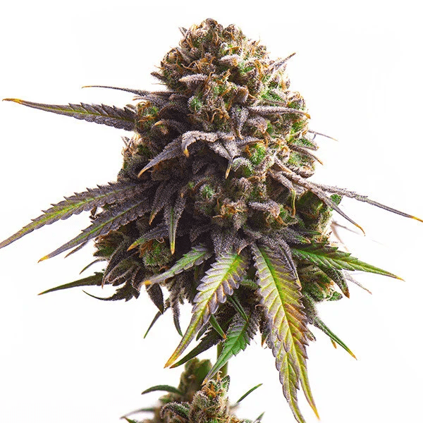 Biscotti | 3 Stk. Feminisiert biscotti_Plant
