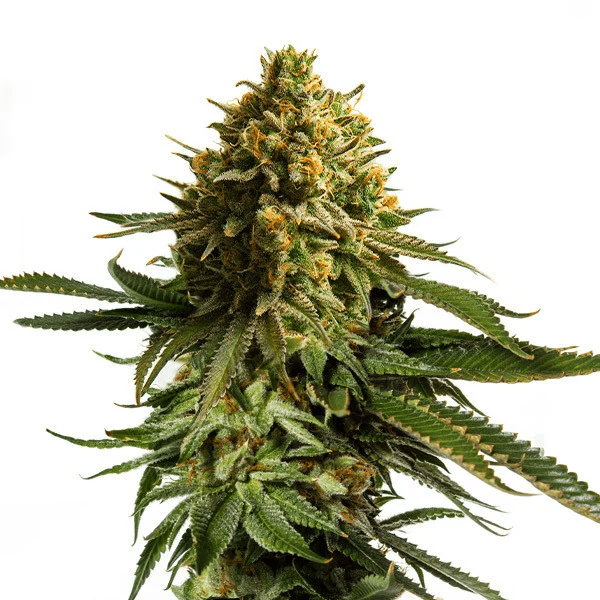 Wedding Cake | 3 Stk. Feminisiert wedding-cake_Plant