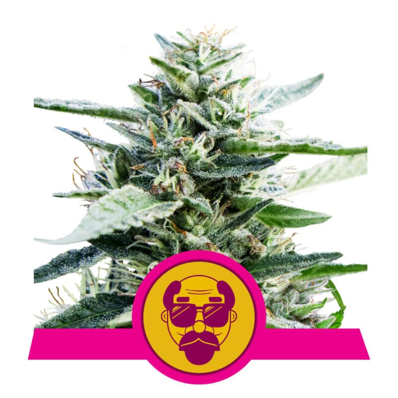 Grandady Purple Feminized