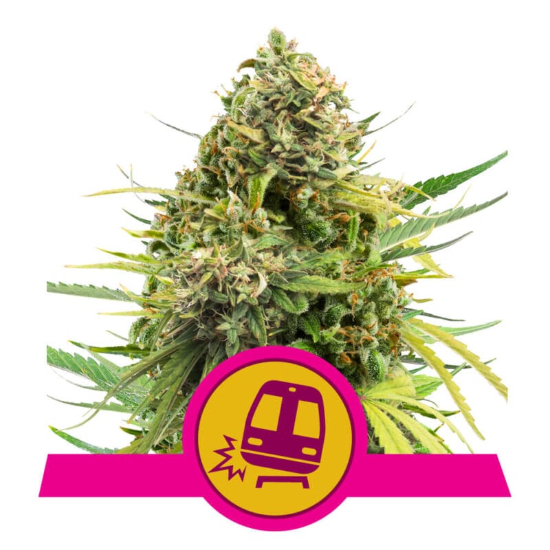 Trainwreck Feminized