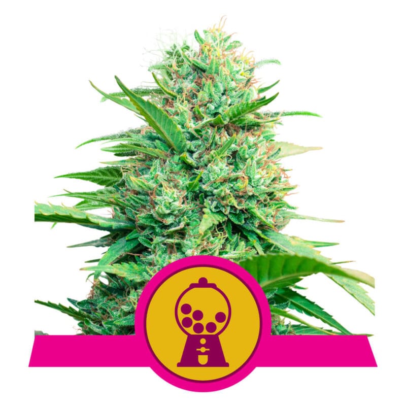 Pink Runtz | 3 Stk. Feminisiert Pink Runtz Feminized