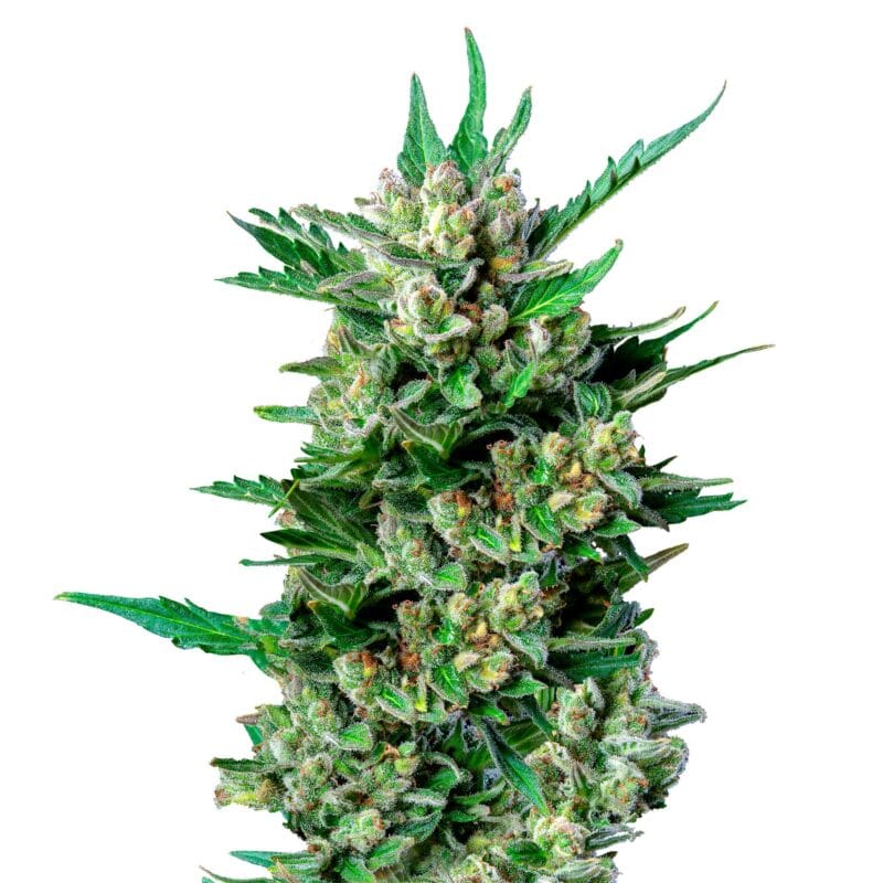 RQS-RDW-A-3-1