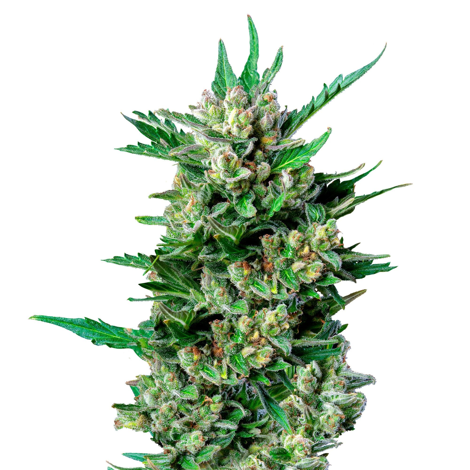 Royal Dwarf | 3 Stk. Autoflowering RQS-RDW-A-3-1