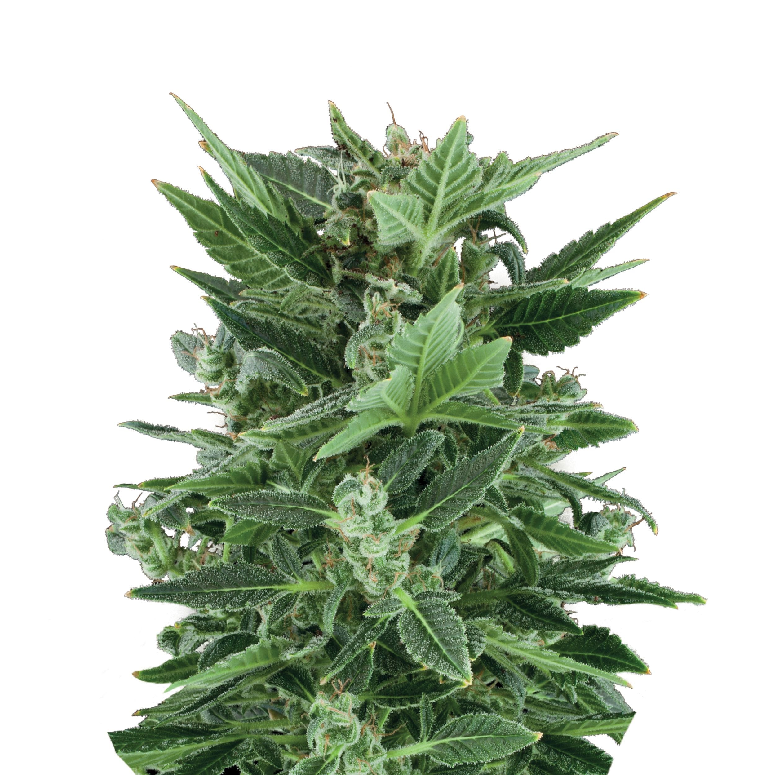 Royal Kush | 3 Stk. Autoflowering Plant_AUT_RoyalKush