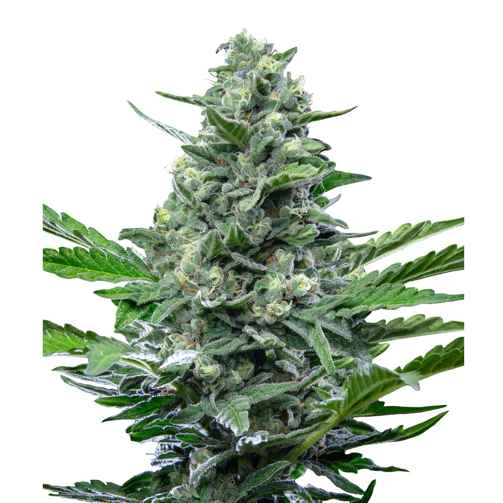 Royal Critical | 3 Stk. Autoflowering RQS-RCC-A-3-1