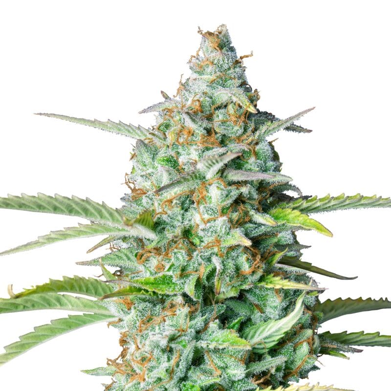 Northern Light | 3 Stk. Autoflowering Auto_IMG_Northern_Light