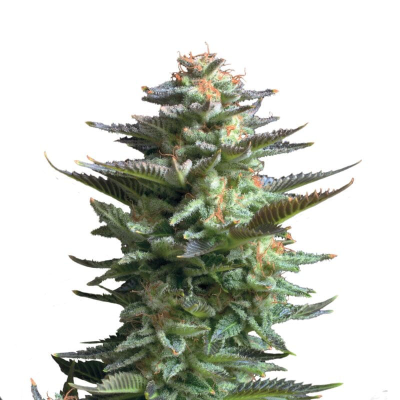 Amnesia Haze | 3 Stk. Autoflowering Plant_FEM_AmnesiaHaze