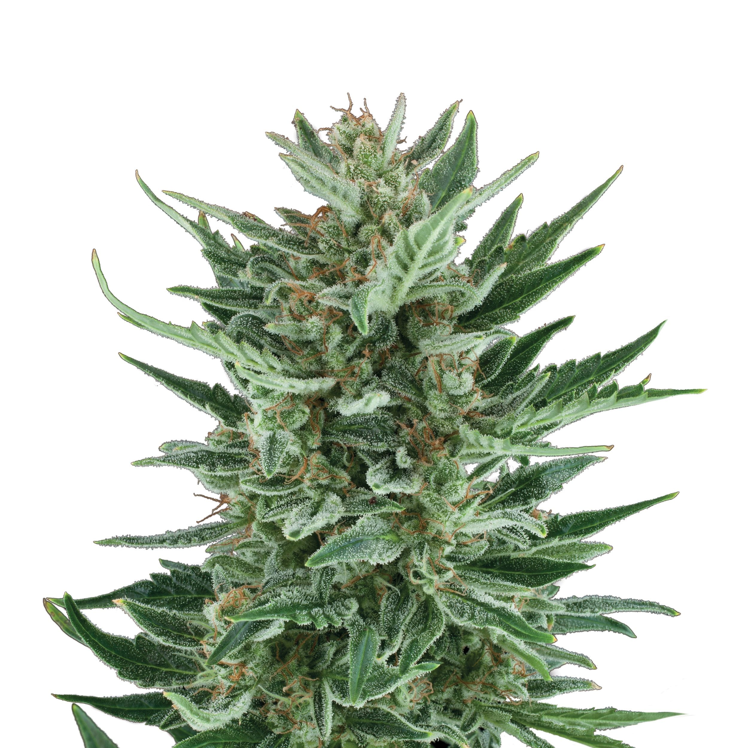 Royal Cheese | 3 Stk. Autoflowering Plant_AUT_RoyalCheese