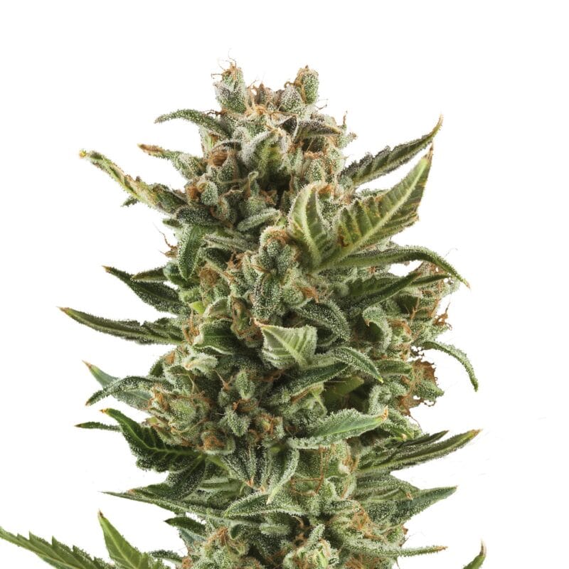 White Widow | 3 Stk. Autoflowering Plant_AUT_WhiteWidow