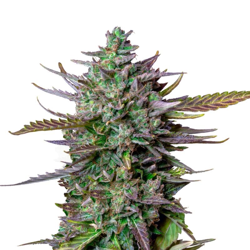 Blue Cheese | 3 Stk. Autoflowering IMG_Auto_Blue_Cheese