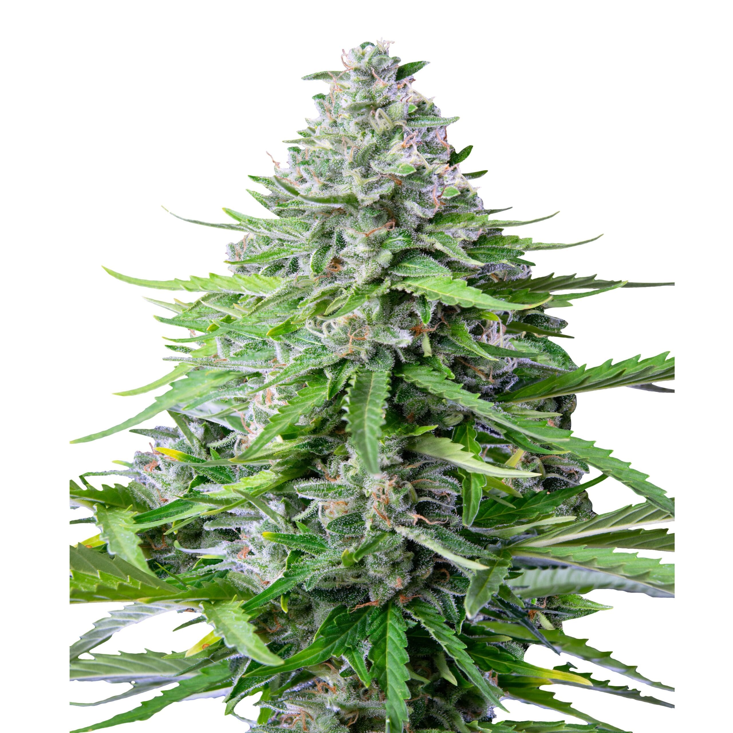 Royal Cookies | 3 Stk. Autoflowering Auto_IMG_Royal_Cookies