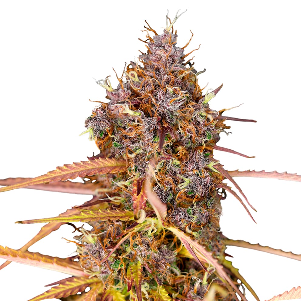 Purple Queen | 3 Stk. Autoflowering PurpleQueenAuto