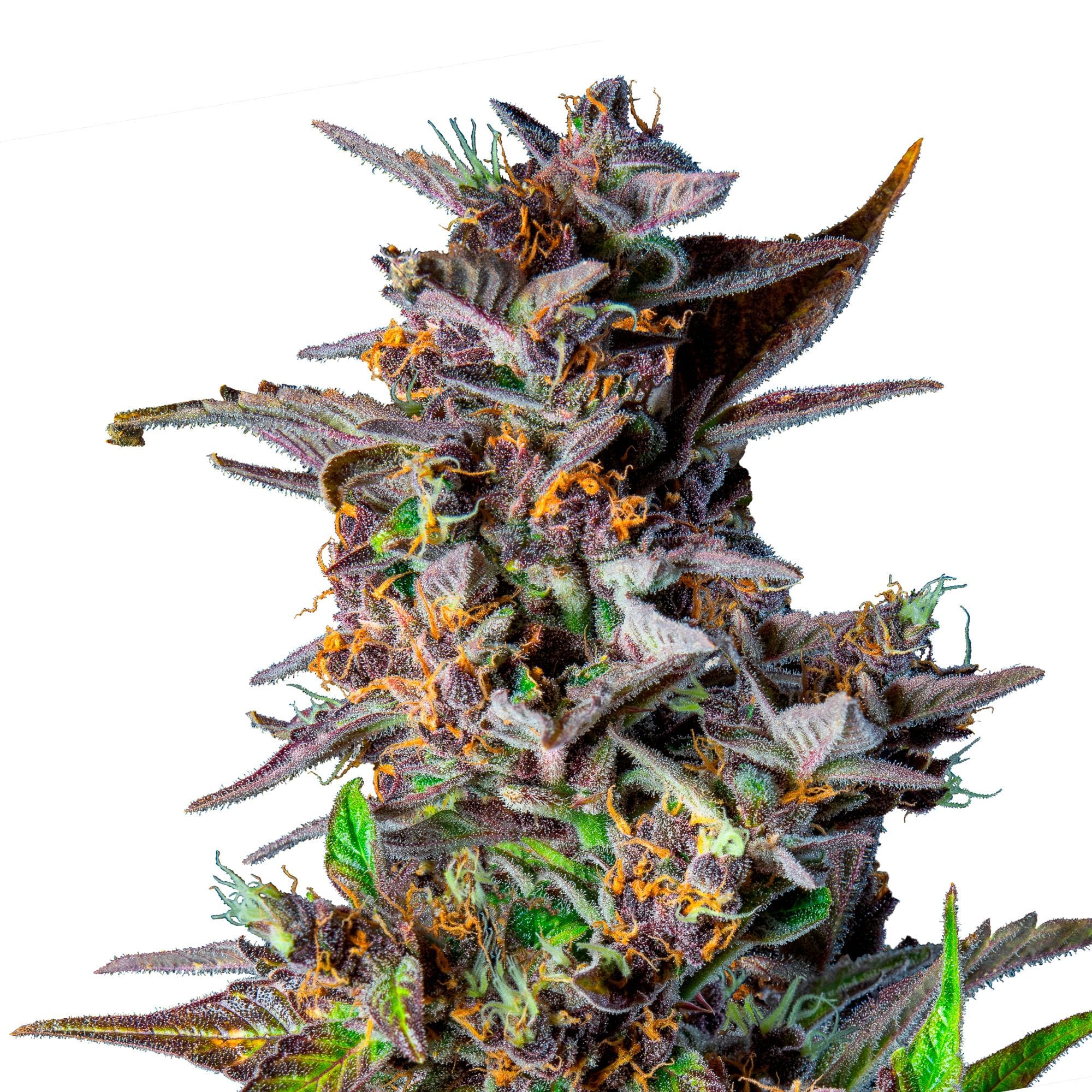 Watermelon | 3 Stk. Autoflowering RQS-WAT-A-3-1