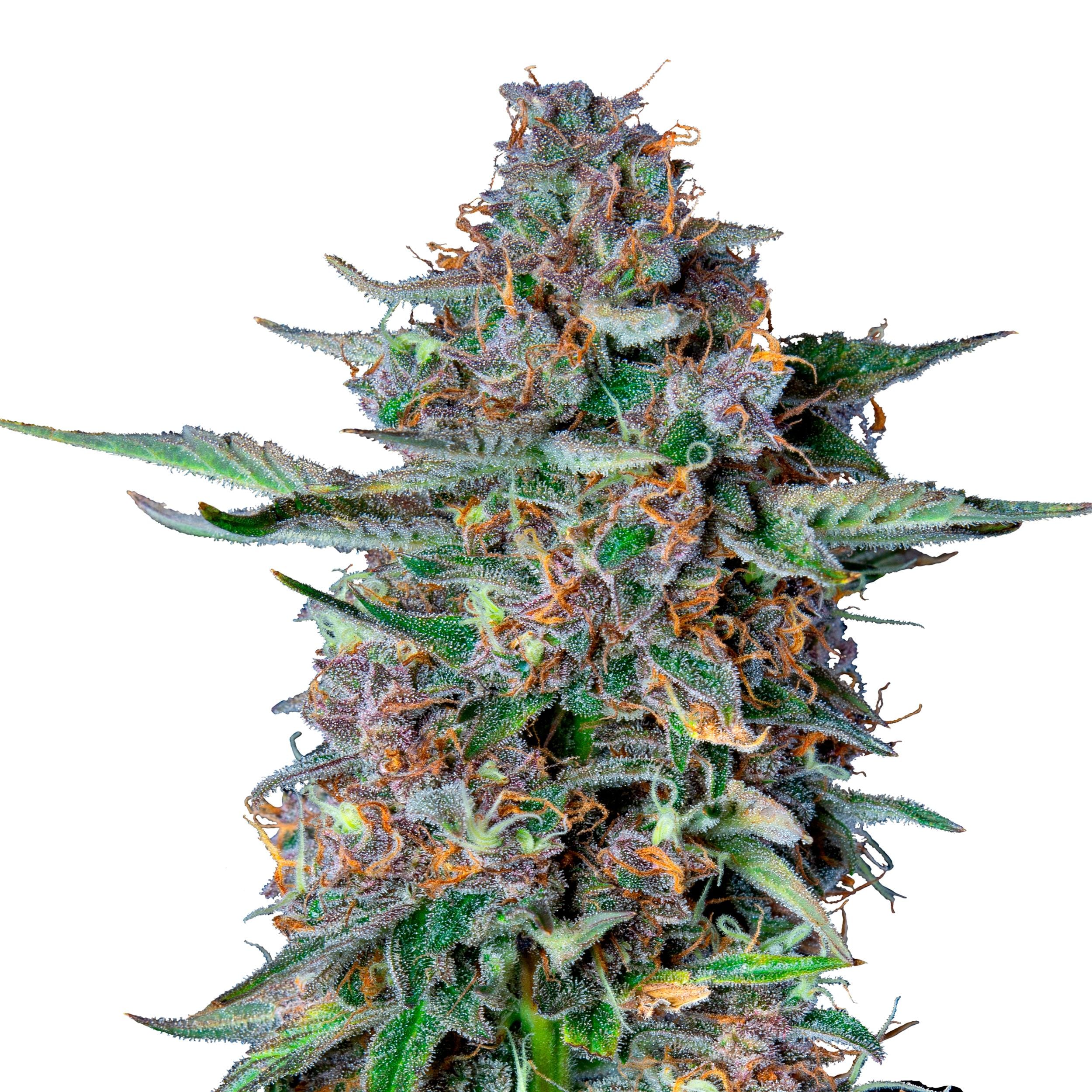 Dosidos | 3 Stk. Autoflowering IMG_Auto_Dosidos