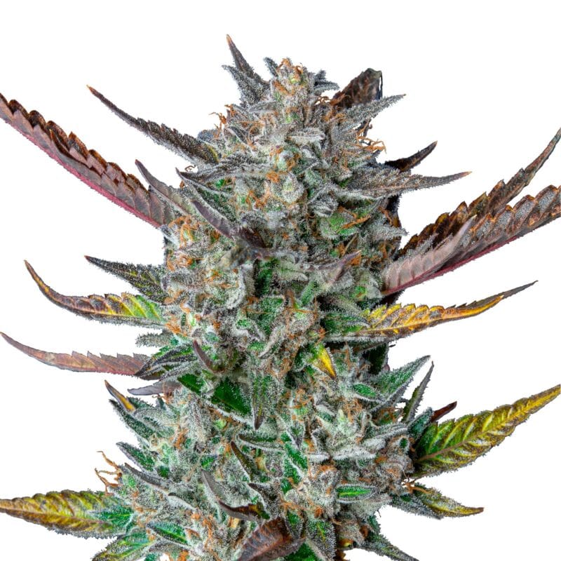 Purple Punch | 3 Stk. Autoflowering RQS-PUP-A-3-1