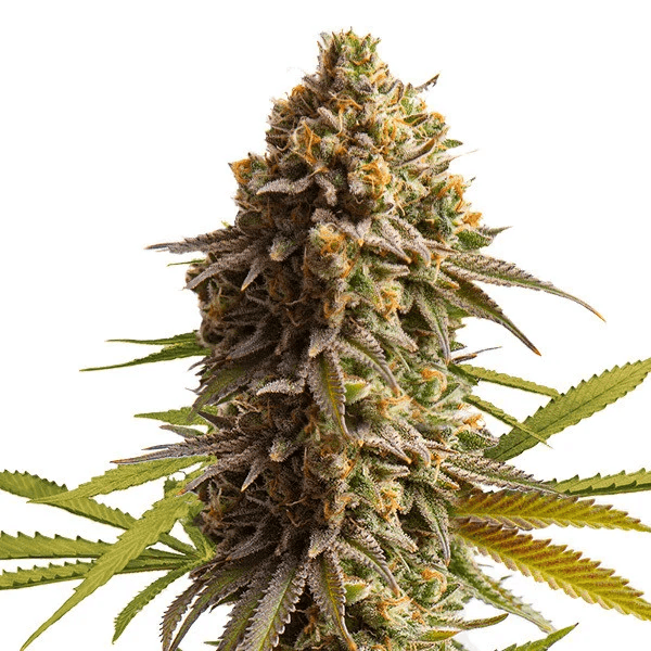 Wedding Cake | 3 Stk. Autoflowering wedding-cake-automatic_Plant