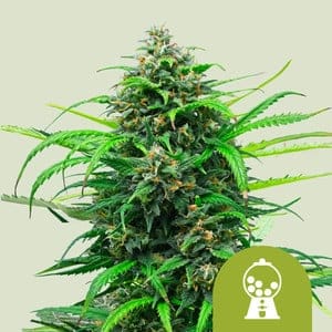 Pink Runtz | 3 Stk. Autoflowering RQS-PIR-A-3-1